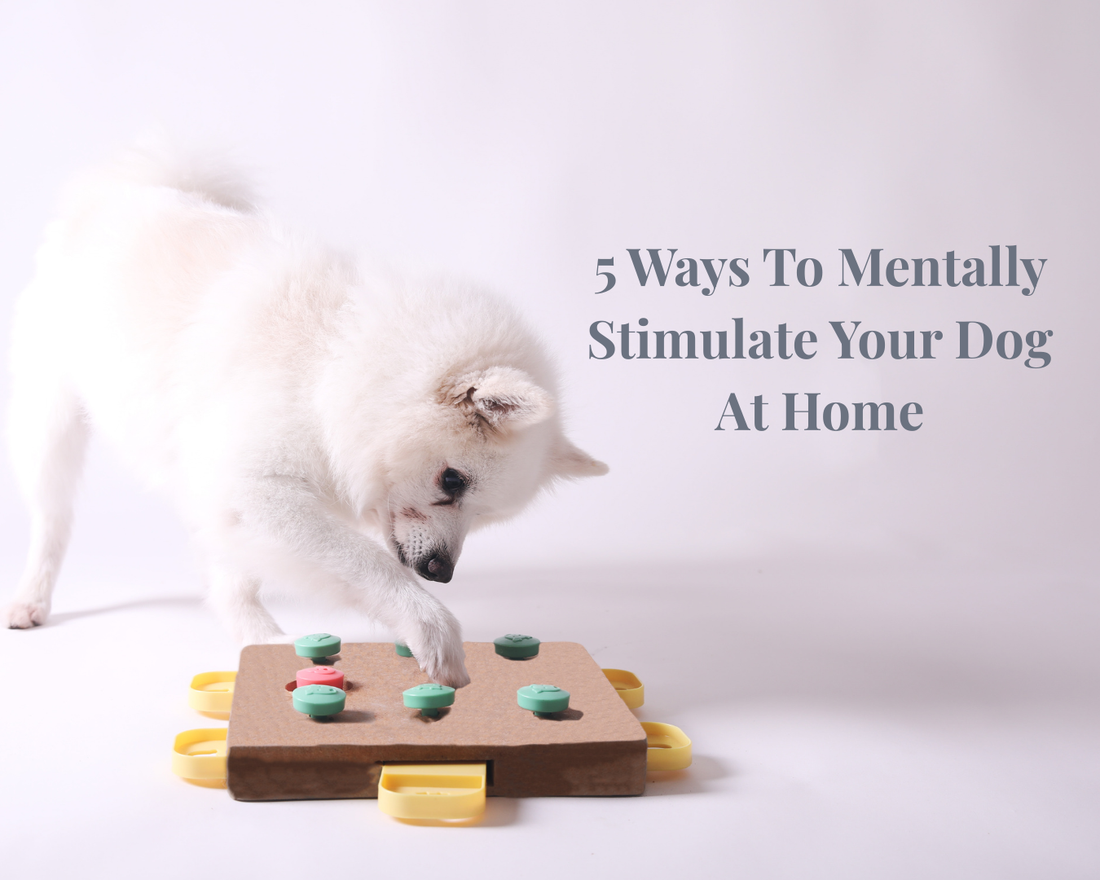 5 Ways To Mentally Stimulate Your Dog At Home